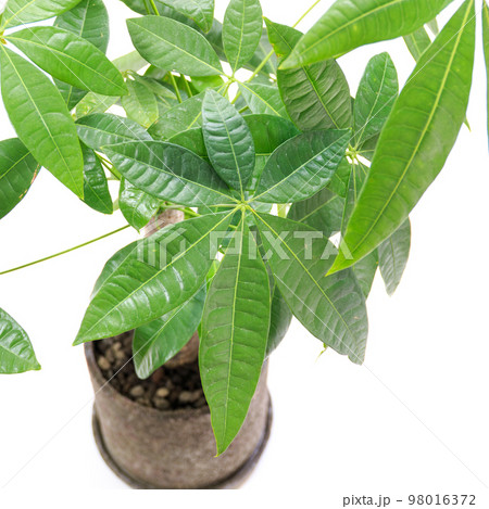 観葉植物、お金を生み出す樹として知られるパキラの葉【白背景】 98016372