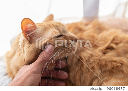 猫を撫でる 茶トラ猫 猫を撫でる 茶トラ猫 98016477