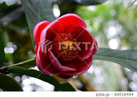 カイドウツバキ　(海棠椿) 98016494