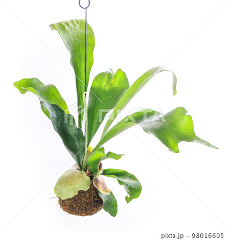 観葉植物、コウモリラン苔玉仕立てのハンギング【白背景】 98016605