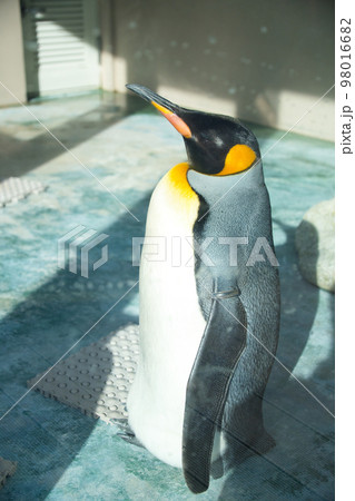 オウサマペンギン オウサマペンギン 98016682
