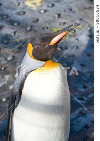 オウサマペンギン オウサマペンギン 98016684