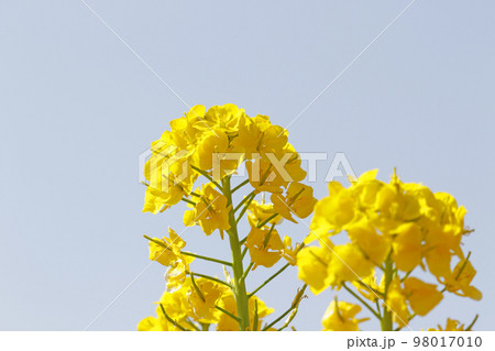 菜の花　春イメージ 98017010