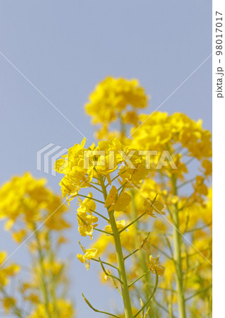 菜の花　春イメージ 98017017
