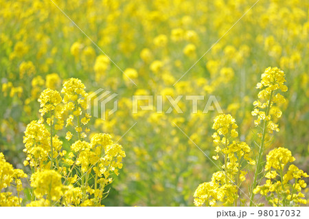 菜の花　春イメージ 98017032