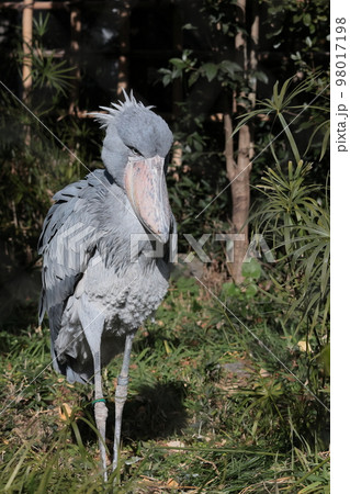 ハシビロコウ ハシビロコウ 98017198