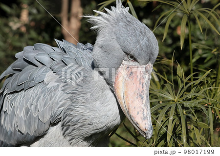 ハシビロコウ 98017199