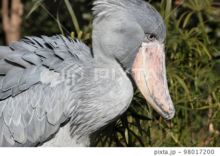 ハシビロコウ 98017200