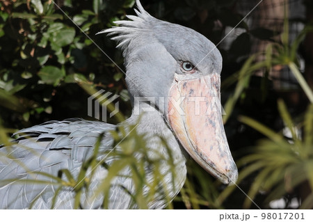 ハシビロコウ 98017201