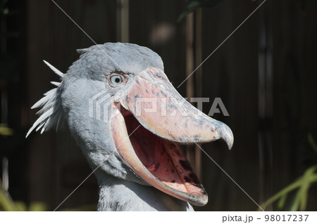 ハシビロコウ ハシビロコウ 98017237