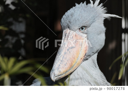 ハシビロコウ ハシビロコウ 98017278