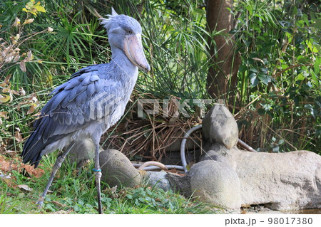 ハシビロコウ 98017380