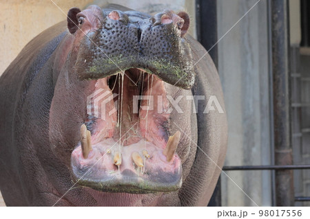 カバ カバ 98017556