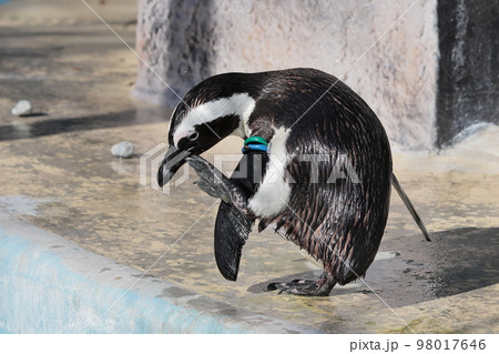 ケープペンギン 98017646