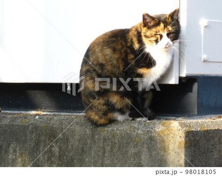 近所のサビ猫さんのひなたぼっこ。 98018105
