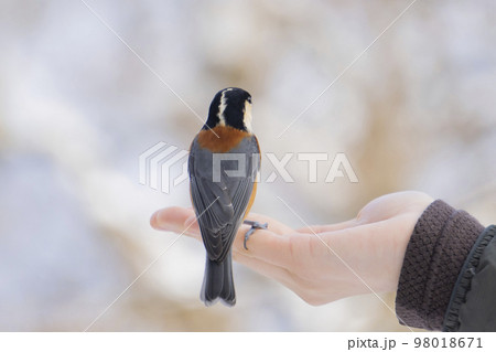 山で女性の手のひらに乗るヤマガラ 山で女性の手のひらに乗るヤマガラ 98018671