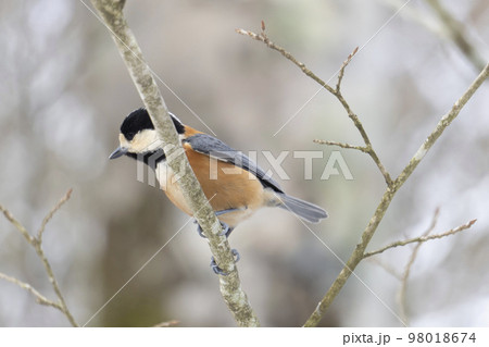 ヤマガラ 98018674