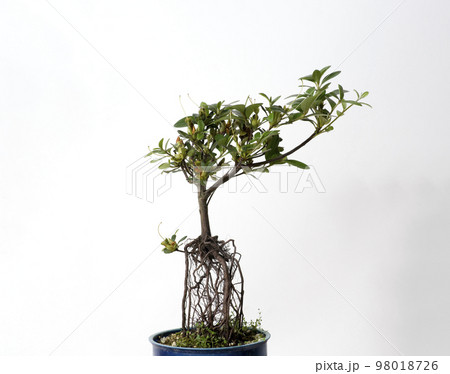 根上がりサツキ 根上がりサツキ 98018726