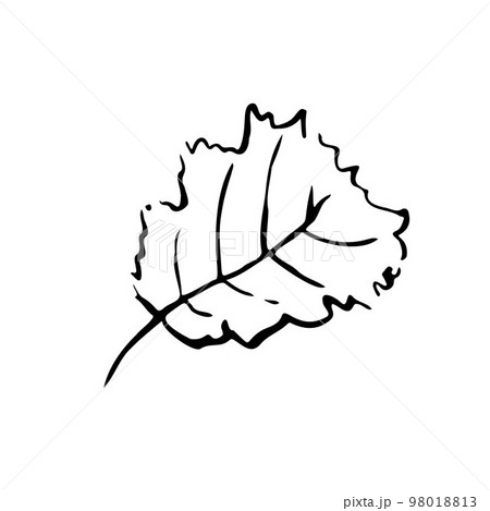 Autumn sketch outline leaf on white background Autumn sketch outline leaf on white background 98018813