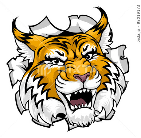 Wildcat Bobcat Sports Team Cartoon Animal Mascot 98019173