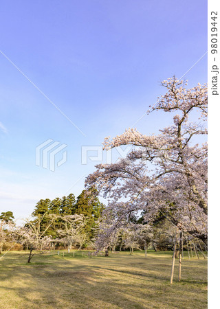 桜満開の仙台三神峯公園 98019442
