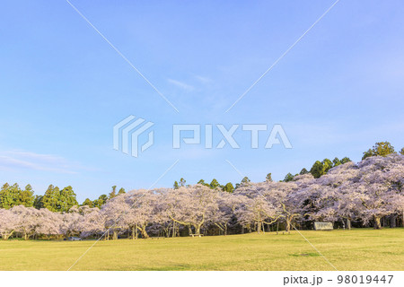 桜満開の仙台三神峯公園 98019447