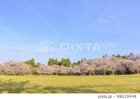 桜満開の仙台三神峯公園 98019448