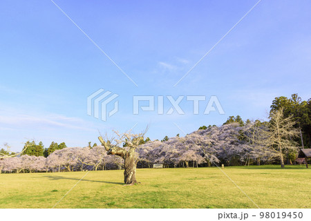 桜満開の仙台三神峯公園 桜満開の仙台三神峯公園 98019450