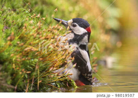 Great spotted woodpecker (Dendrocopos major) 98019507
