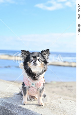 爽やかな空と海 可愛いチワワのアップ(リードなし) 爽やかな空と海 可愛いチワワのアップ(リードなし) 98019542