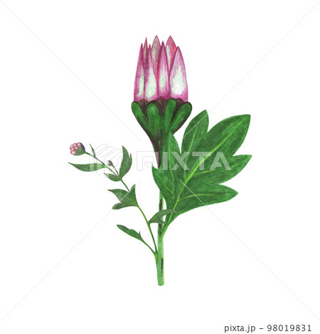 Red Chrysanthemum with Green Leaves and Flower Bud Isolated on White Background. Chrysanthemum Flower Element Drawn by Color Pencil. Red Chrysanthemum with Green Leaves and Flower Bud Isolated on White Background. Chrysanthemum Flower Element Drawn by Color Pencil. 98019831