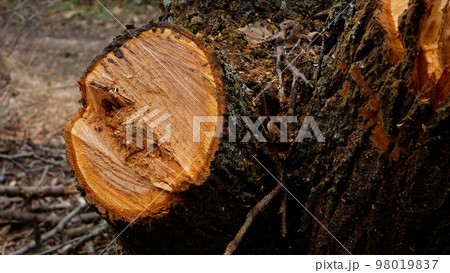 A fresh cut of freshly cut wood. On the cut, the growth rings of the wood are visible 98019837