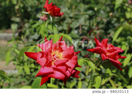 荒尾市　おもやい市民花壇　バラの花、 98020113