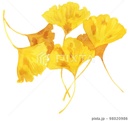 銀杏23108pix7 98020986