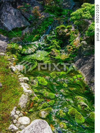 小松尾寺こと四国霊場第67番札所「大興寺」の苔庭 小松尾寺こと四国霊場第67番札所「大興寺」の苔庭 98021019