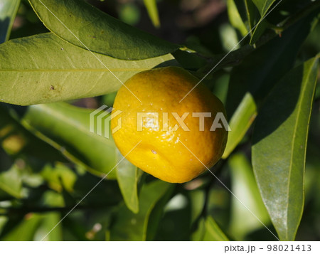 タチバナの黄色い果実　学名：Citrus tachibana 98021413