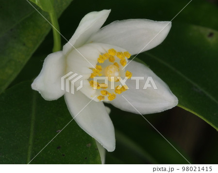 タチバナの白い花 学名:Citrus tachibana タチバナの白い花 学名:Citrus tachibana 98021415