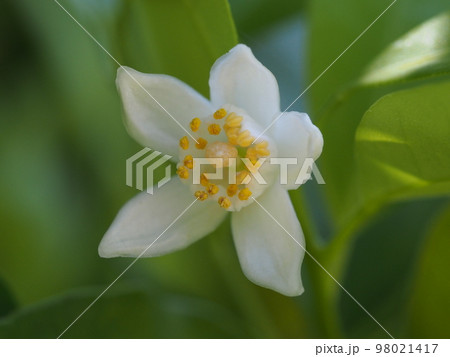 タチバナの白い花　学名：Citrus tachibana 98021417
