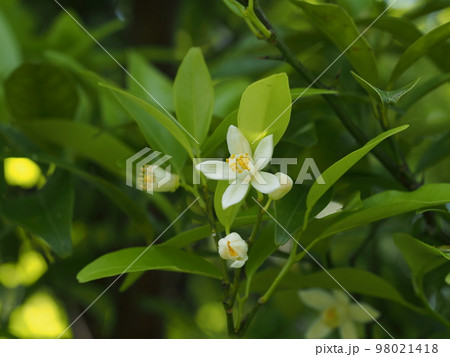 タチバナの白い花 学名:Citrus tachibana タチバナの白い花 学名:Citrus tachibana 98021418