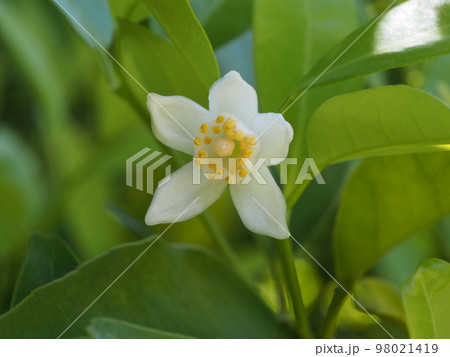 タチバナの白い花　学名：Citrus tachibana 98021419