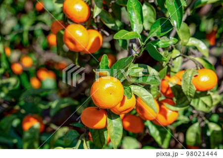 みかん園 98021444