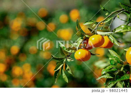 みかん園 98021445