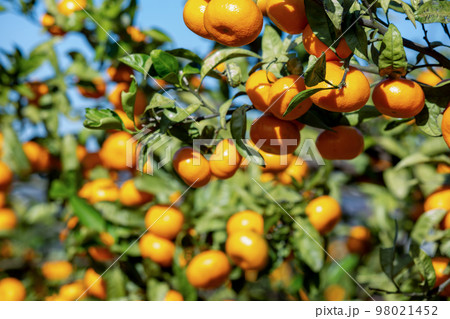 みかん園 98021452