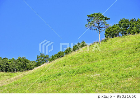 道志山塊の高座山 夏の草原 赤松の立木 道志山塊の高座山 夏の草原 赤松の立木 98021650