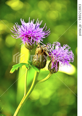 道志山塊の高座山 タムラソウ 道志山塊の高座山 タムラソウ 98021863