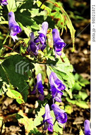 道志山塊の高座山 ヤマトリカブト 道志山塊の高座山 ヤマトリカブト 98021871