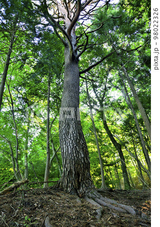 道志山塊の赤鞍ヶ岳　赤鞍ヶ岳・大栗コースのアカマツ 98022326