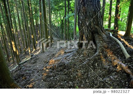 道志山塊の赤鞍ヶ岳　赤鞍ヶ岳・大栗コースのアカマツ 98022327