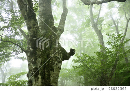 道志山塊の中ノ沢ノ頭 山霧の森 道志山塊の中ノ沢ノ頭 山霧の森 98022365