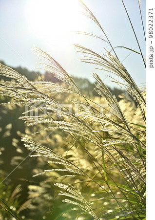 道志山塊の高座山　朝日のススキ 98022371